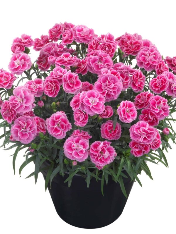 Nelk 'Picture Perfect' P12 Eestis kasvatatud