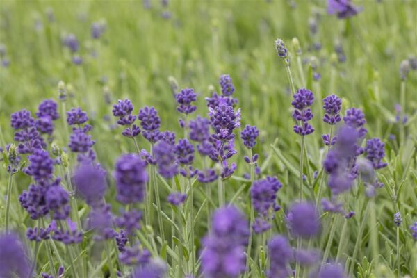 Tähklavendel 'Hidcote' P17 Eestis kasvatatud