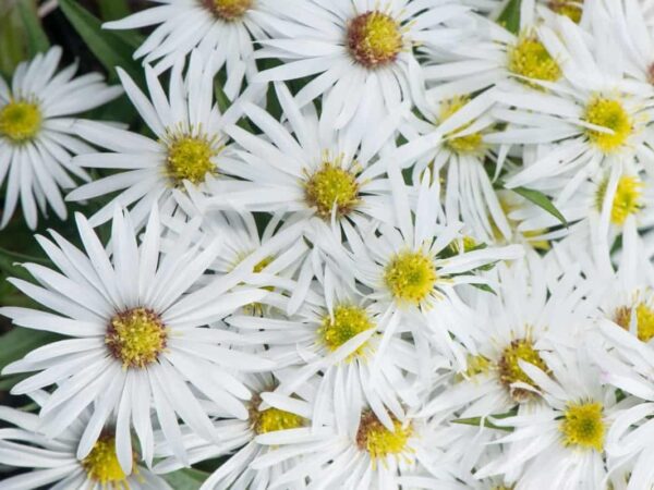 Madal sügisaster 'Kristina' P17 Eestis kasvatatud