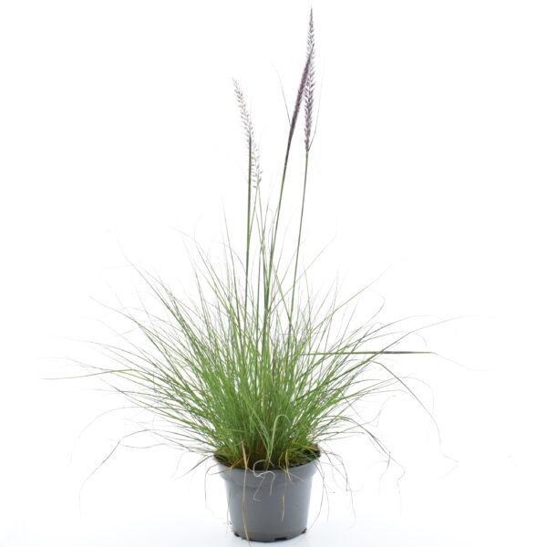 Hiidhirss 'Winterbreeze' P23 50cm