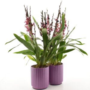 Presidendikäpp ‘Barrocco Red’ P12 4 õievart