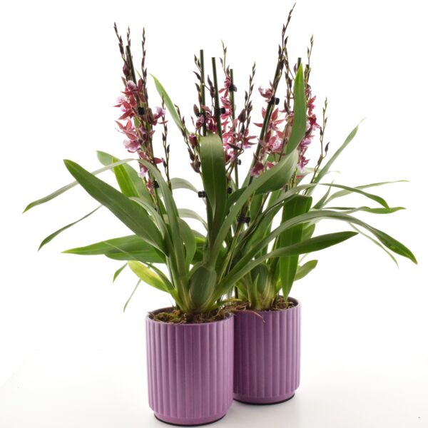 Presidendikäpp 'Barrocco Red' P12 4 õievart