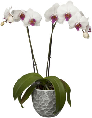 Kuuking ‘Red Lips’ P12 2 õievart