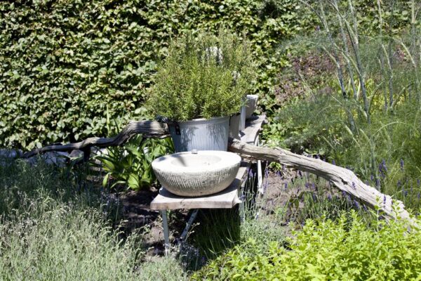 Harilik rosmariin P12 Eestis kasvatatud