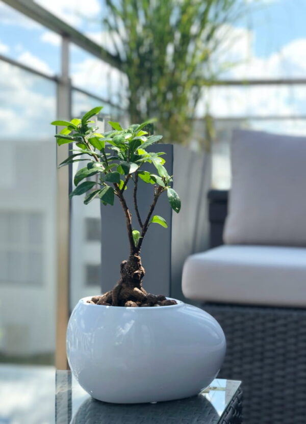 Lillepott Biala Ø22x17x h14cm valge