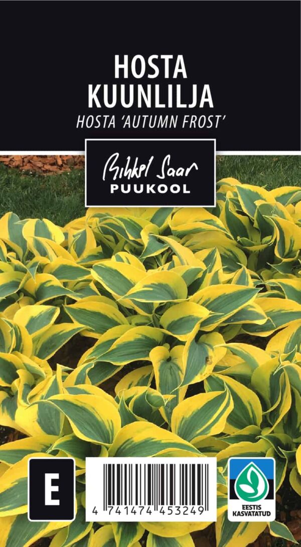 Hosta 'Autumn Frost' P15 Eestis kasvatatud