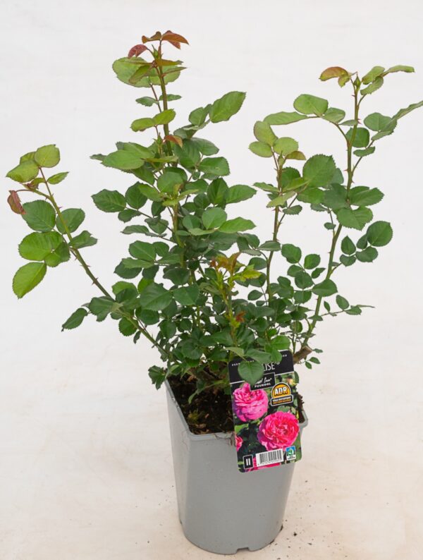 Peenraroos 'Für Elise' P21 Eestis kasvatatud