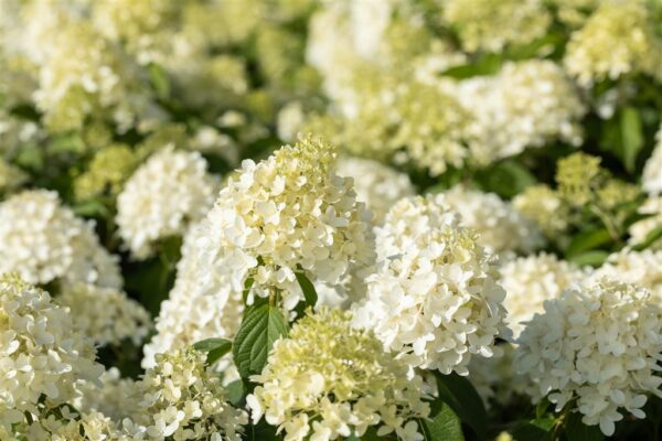 Aedhortensia 'Skyfall' P26