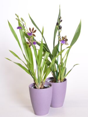 Sinikäpp ‘Louisendorf’ P12