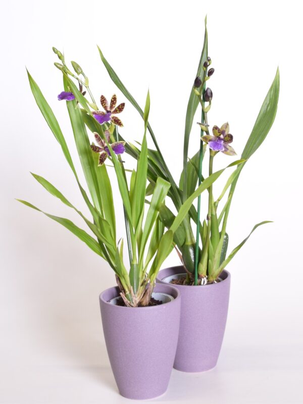 Sinikäpp 'Louisendorf' P12