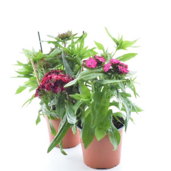 Habenelk P13 erinevad