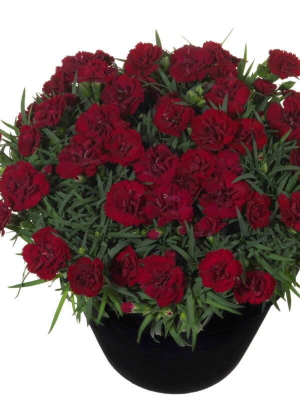 Hübriidnelk 'Desire' P12 Eestis kasvatatud