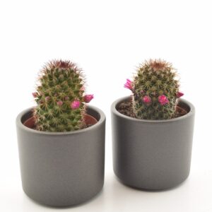 Näsakaktus P8,5 (ernestii)