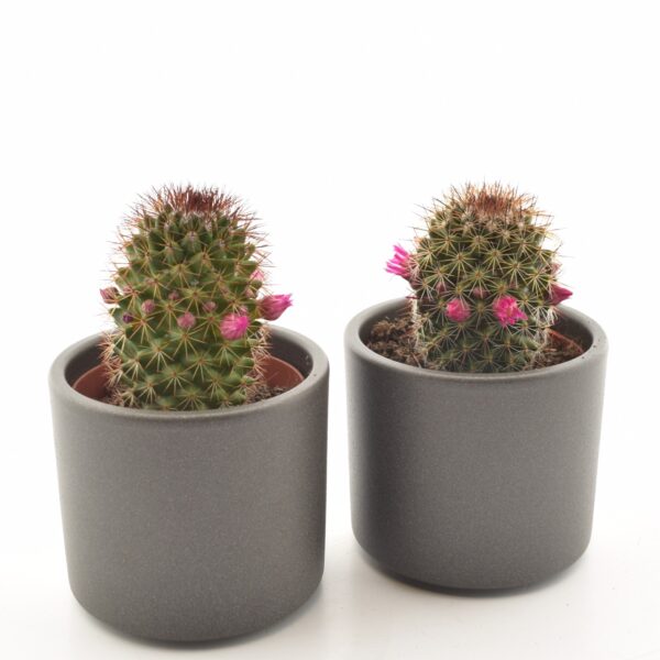 Näsakaktus P8,5 (ernestii)