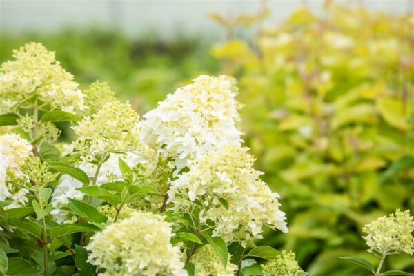 Aedhortensia 'Skyfall' P26