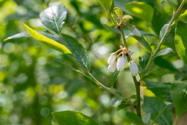 Kännasmustikas 'Duke' P21 80cm