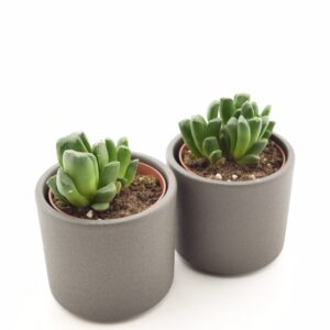 Havortia P8,5 (truncata)