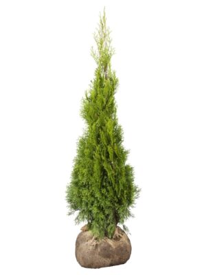 Harilik elupuu ‘Smaragd’ 120-140cm mullapalliga