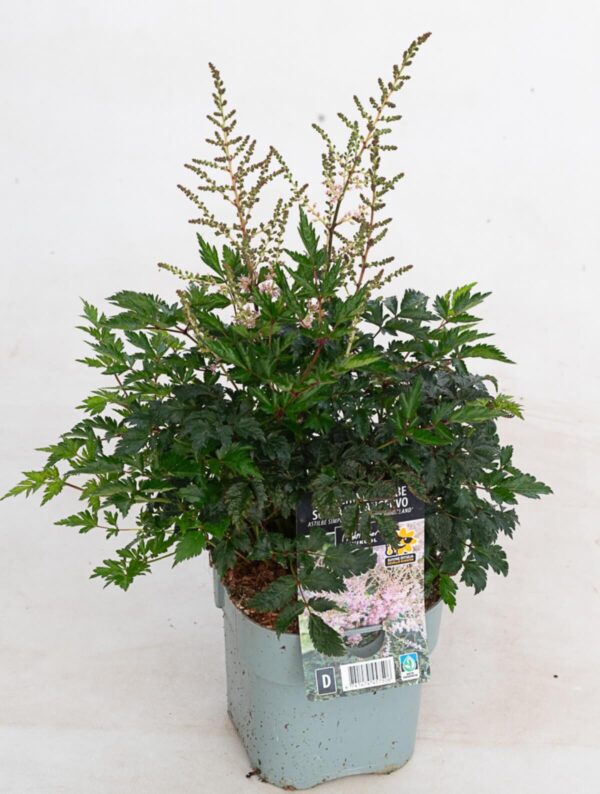 Lihtlehine astilbe 'Hennie Graafland' P17 Eestis kasvatatud