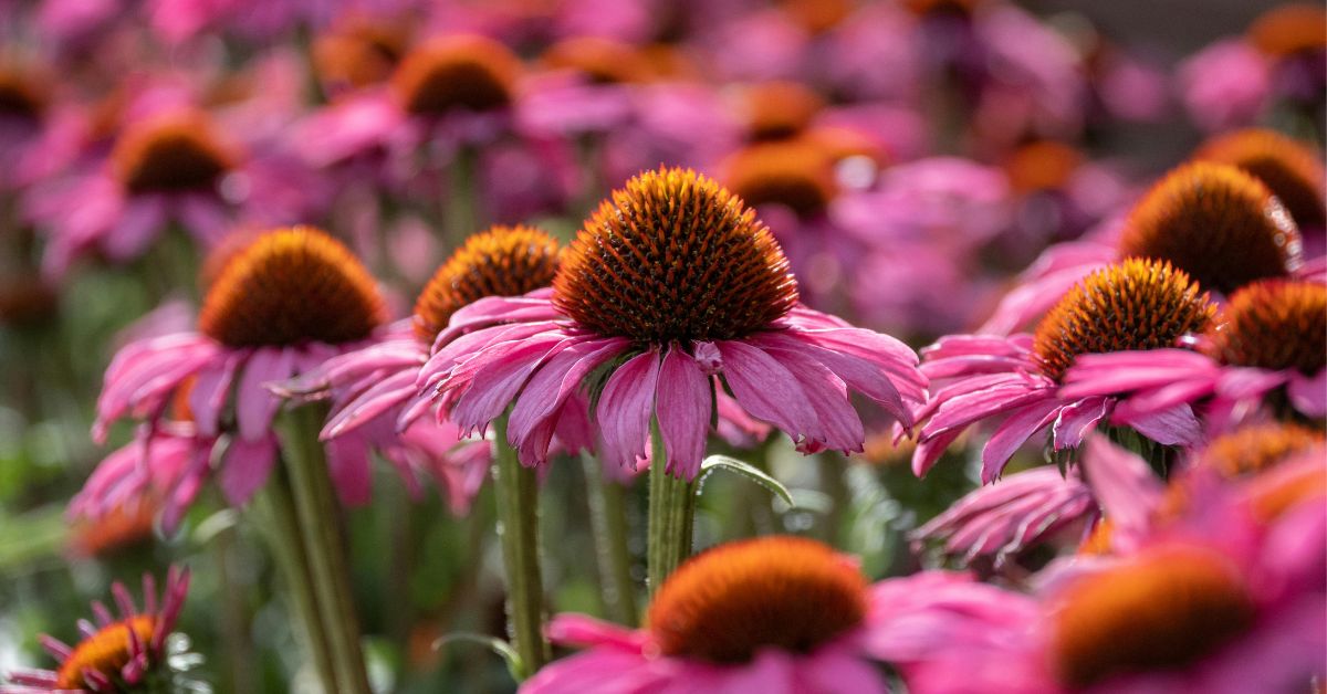 7 kaunist püsilille