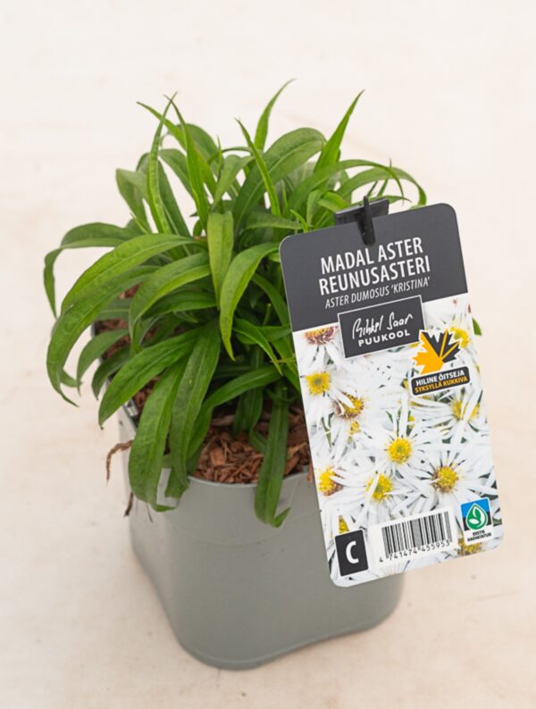 Madal sügisaster 'Kristina' P17 Eestis kasvatatud