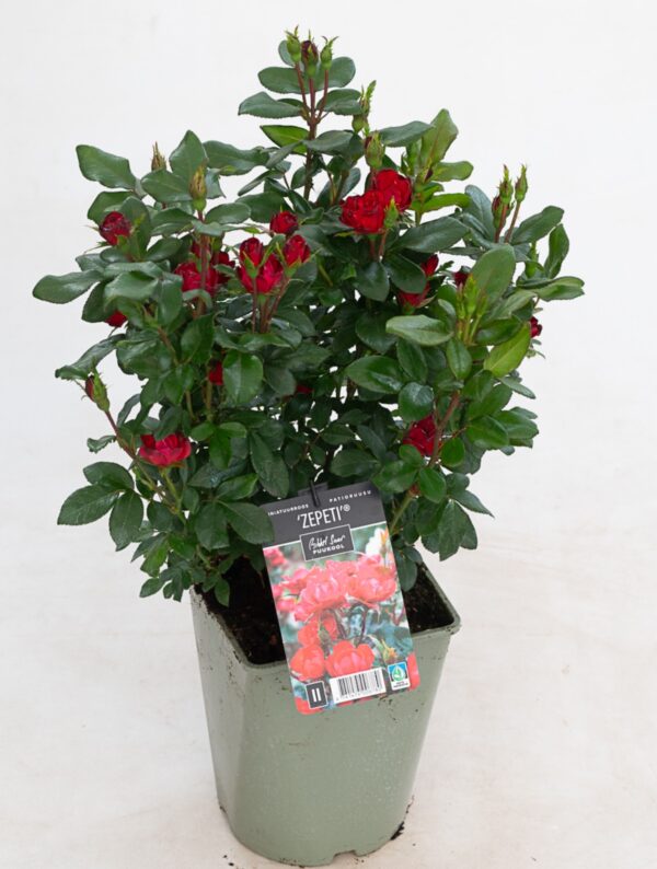 Miniatuurroos 'Zepeti' P21 Eestis kasvatatud