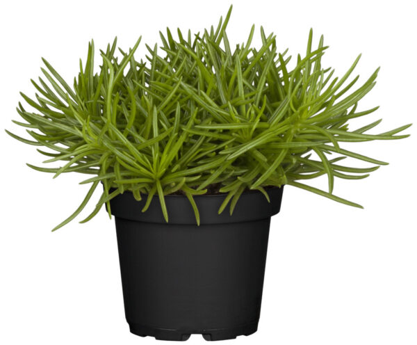 Amburikuurio 'Himalaya' P10,5