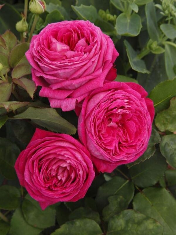 Floribundroos 'Freifrau Caroline' P24