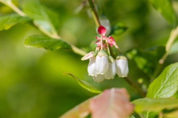 Kännasmustikas 'Duke' P21 80cm