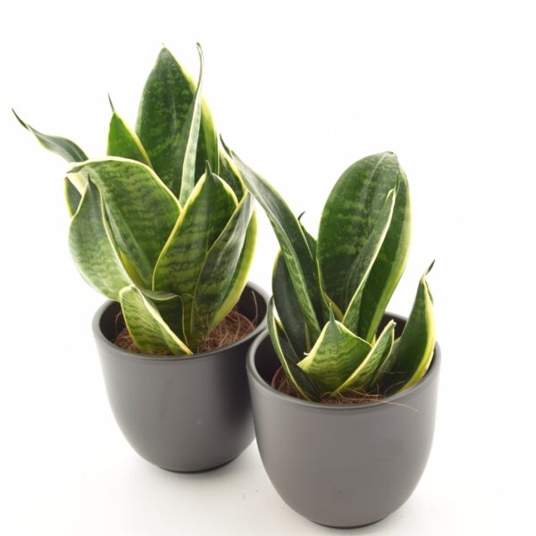 Hahni havisaba 'Hahnii' P9 erinevad