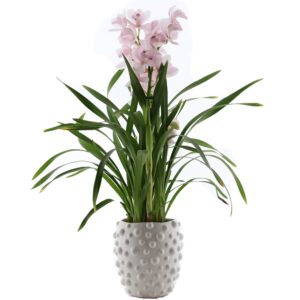 Tsümbiidium ‘Pink Bell’ P14 5õv