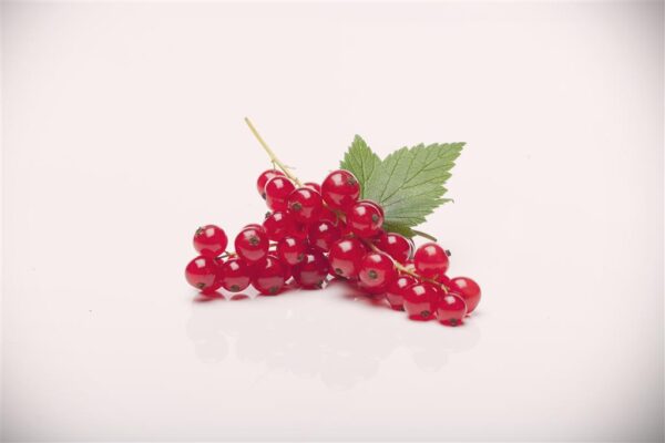 Punane sõstar 'Rovada' P15