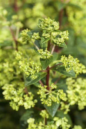 Aedhortensia P23 erinevad