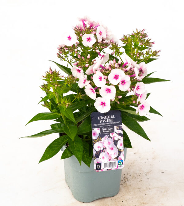 Aed-leeklill 'Flame Pro Soft Pink' P14 Eestis kasvatatud