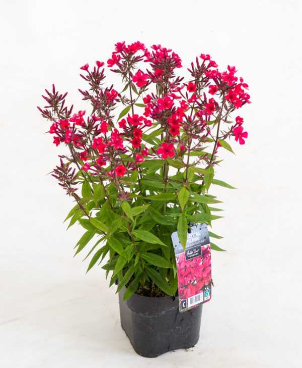 Aed-leeklill 'Early Red' P14 Eestis kasvatatud