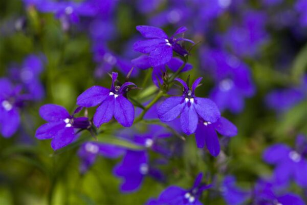 Ripp-lobeelia 'Curacao Basket Dark Blue' P23