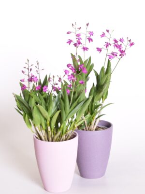 Dendroobium ‘Berry Oda’ P12 6 õievart