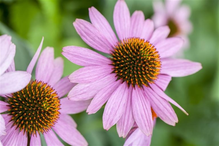 794871d76fc08dc57c8e790bc206b04b360e4335_442018