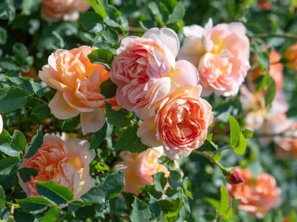 Põõsasroos 'Lady of Shalott'™ P21 Eestis kasvatatud