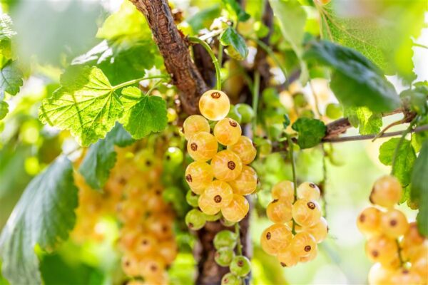 Valge sõstar 'Werdavia' P19