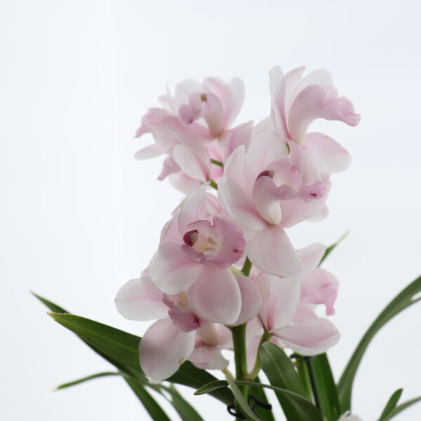 Tsümbiidium 'Pink Bell' P14 5õv