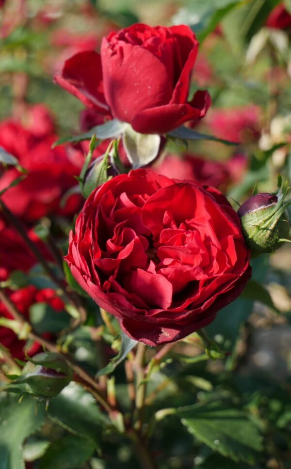 Roniroos 'Crazy in Love Red'® P21 Eestis kasvatatud