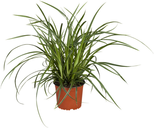 Tarn P12 Eestis kasvatatud