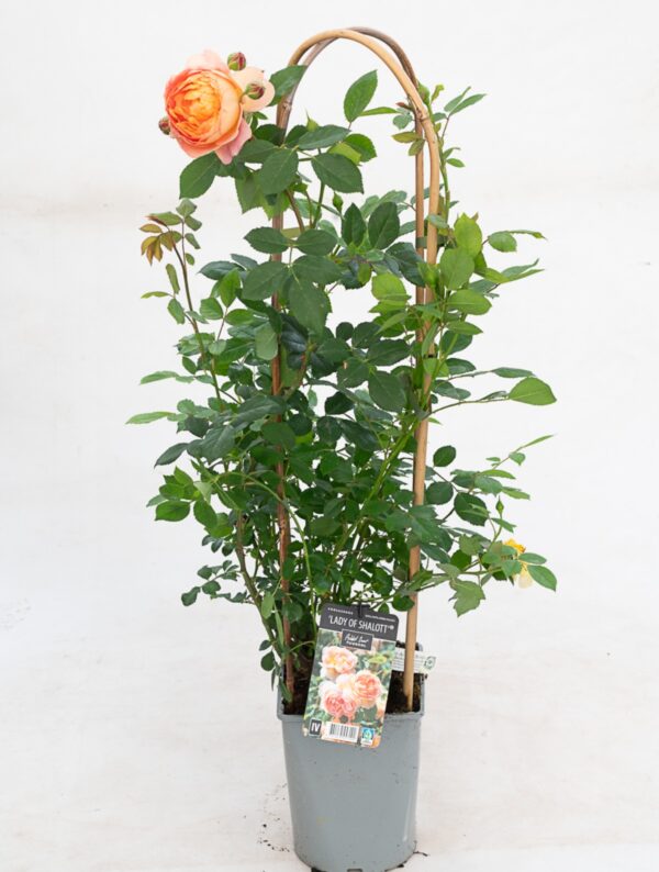 Põõsasroos 'Lady of Shalott'™ P21 Eestis kasvatatud