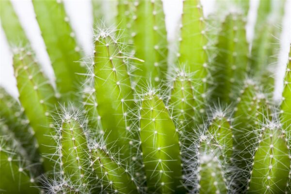 Maasik-metskaktus P10,5