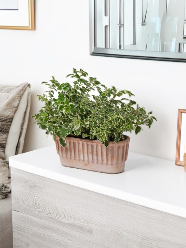 Savipott Taormina 33x13x h13cm pruun