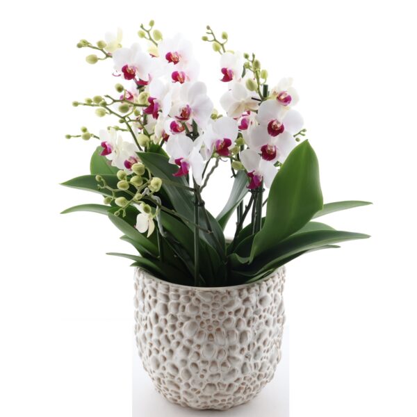 Kuuking 'Duetto Safe Haven' P17 2 taime 6 õievart