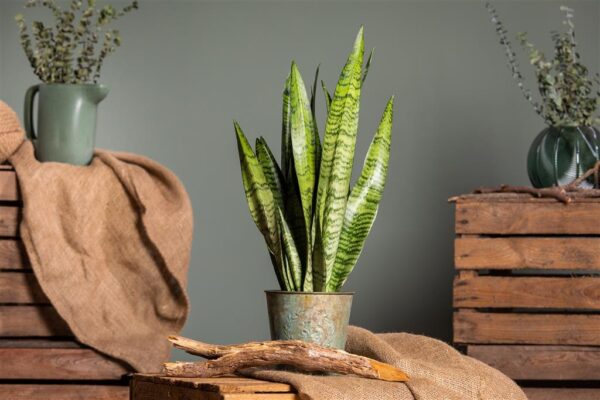 Tseiloni havisaba P27 70cm