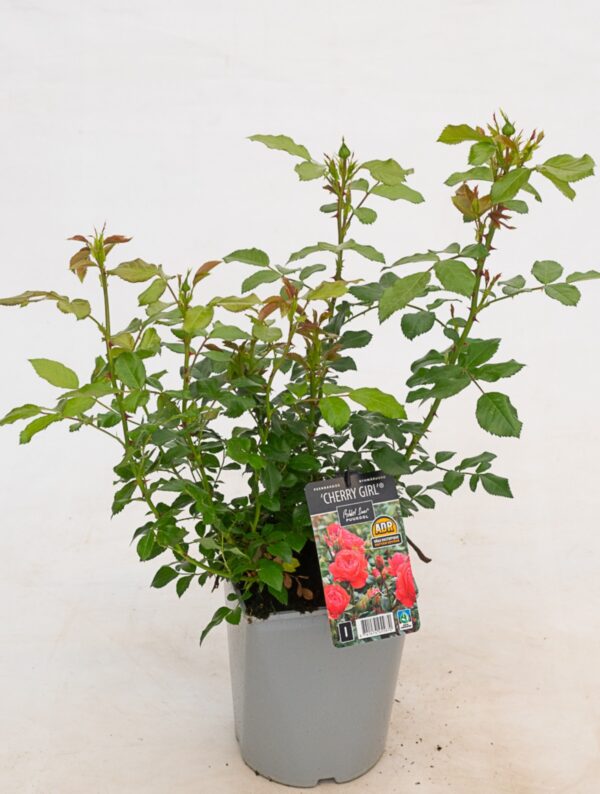 Peenraroos 'Cherry Girl' P21 Eestis kasvatatud