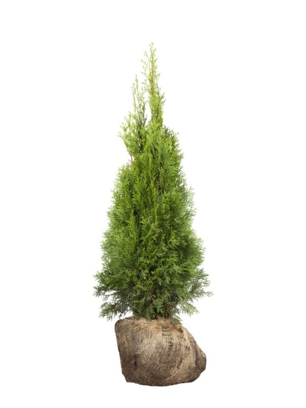 Harilik elupuu 'Smaragd' 100-120cm mullapalliga